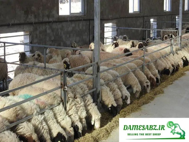 فروش ۷۵۰ متر ملک برای اصطبل،گاوداری،مرغداری،انبار|فروش دفتر صنعتی، کشاورزی، تجاری|اصفهان, محمودآباد|دیوار