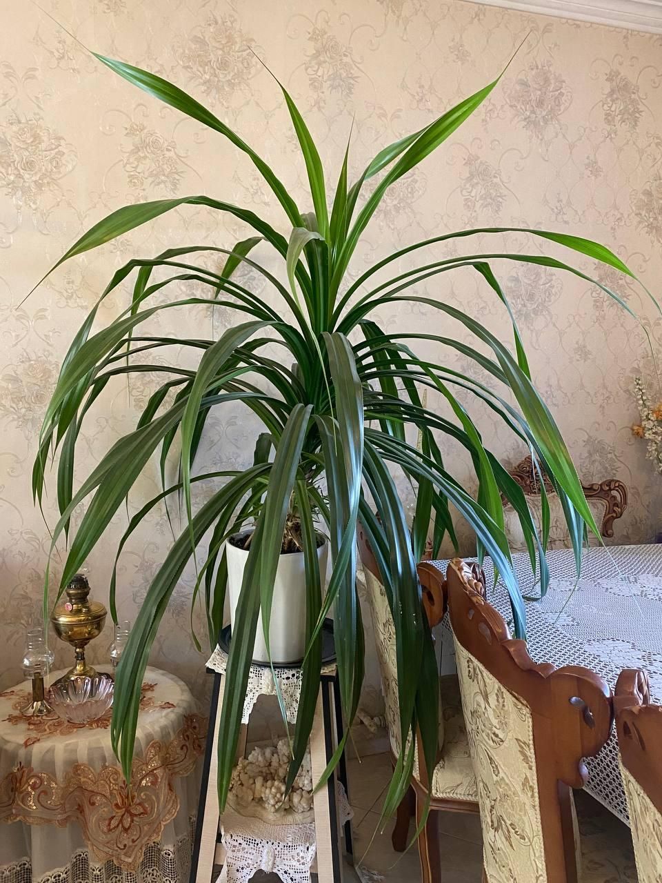 گلدان بزرگ پاندالوس|گل و گیاه طبیعی|پردیس, فاز ۲|دیوار