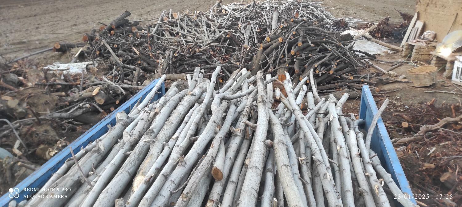 خرید و قطع درخت و چوب|خدمات باغبانی و درختکاری|کرمانشاه, |دیوار