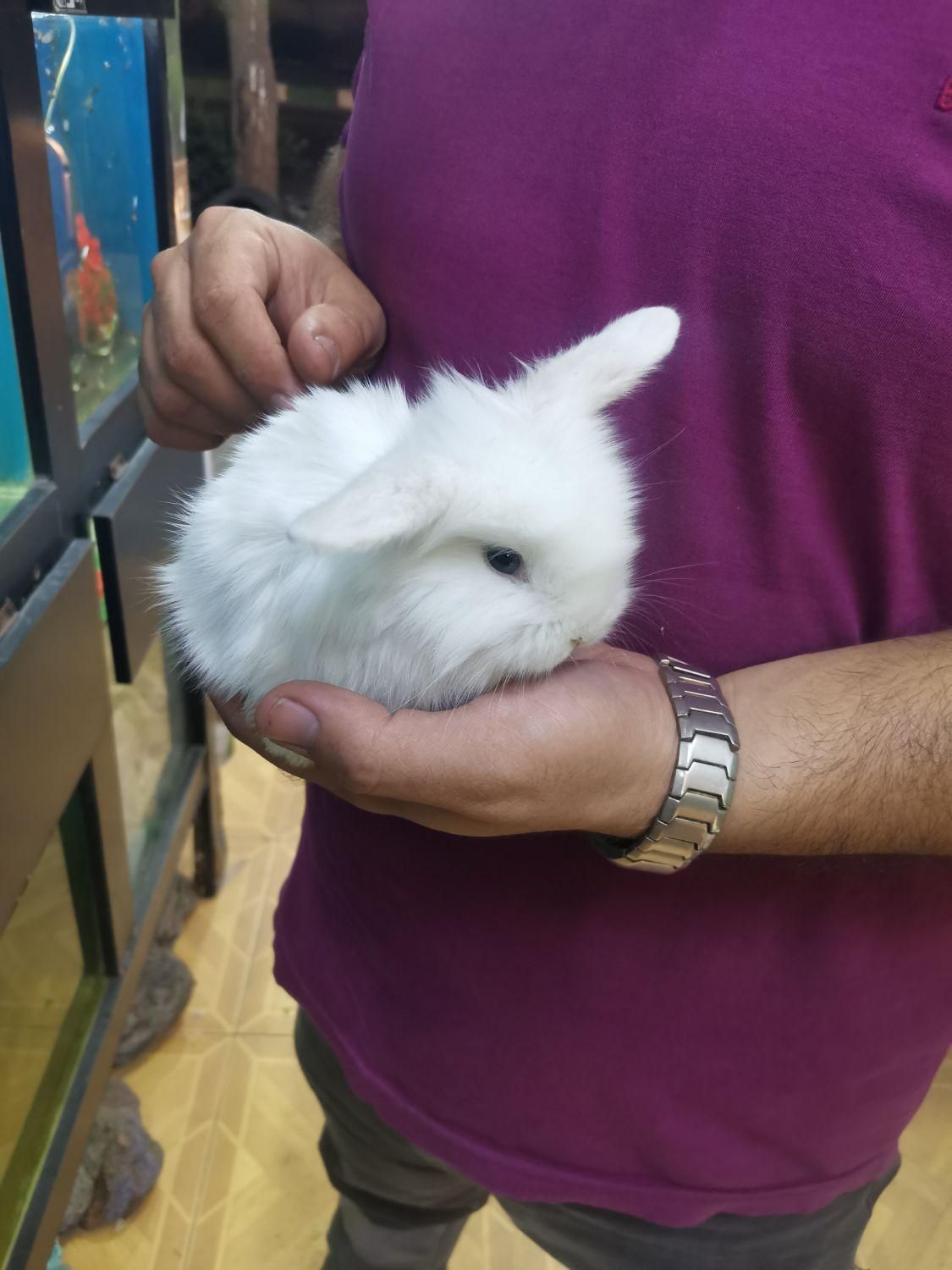 خرگوش لوپ در رنگهای متنوع با قیمتهای عالی|موش و خرگوش|مشهد, رضاشهر|دیوار