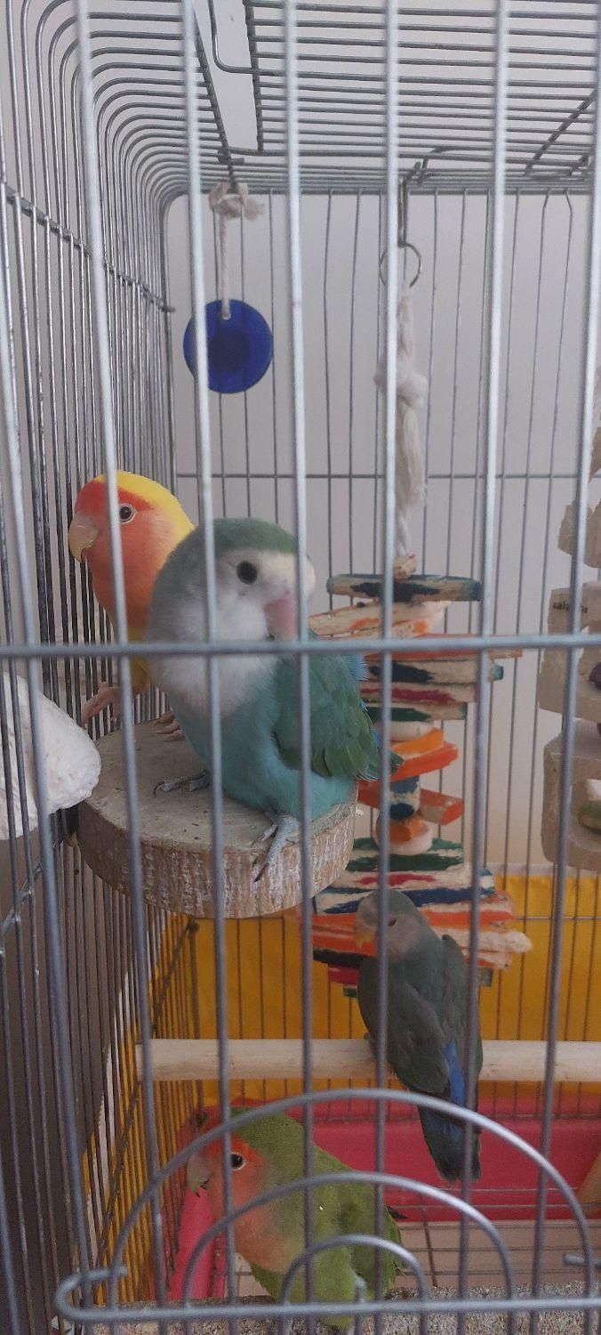 طوطی برزیلی سالم دوتا جفت تخم گذار و۳ جوجه بالغ|پرنده|تهران, سازمان آب|دیوار