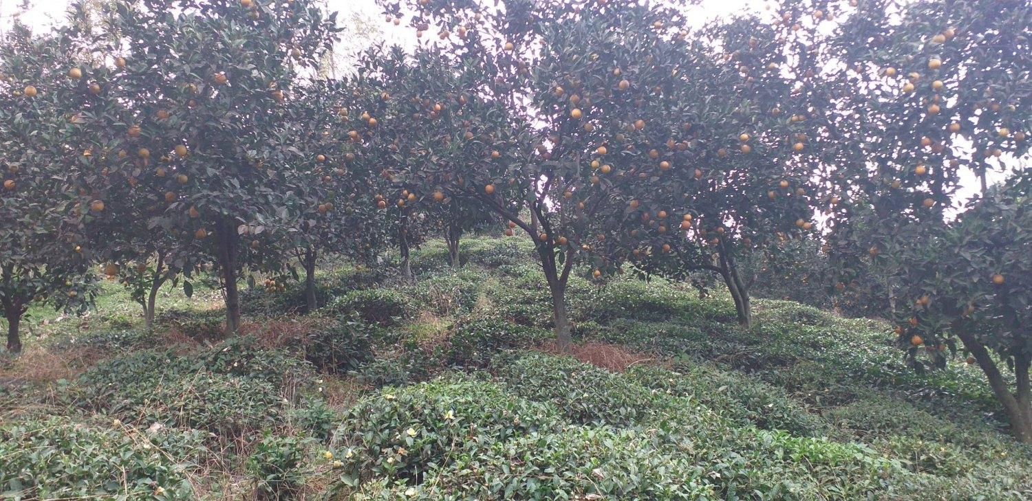 باغ 1000 متری مشجر لب رودخانه|فروش زمین و ملک کلنگی|رانکوه, |دیوار