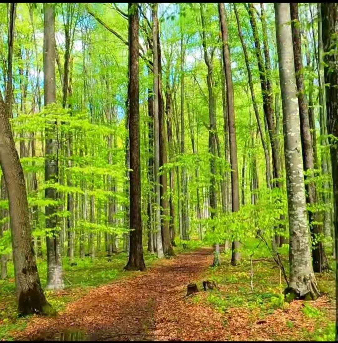 خرید چوب صنوبر وباغ|خدمات باغبانی و درختکاری|ضیابر, |دیوار