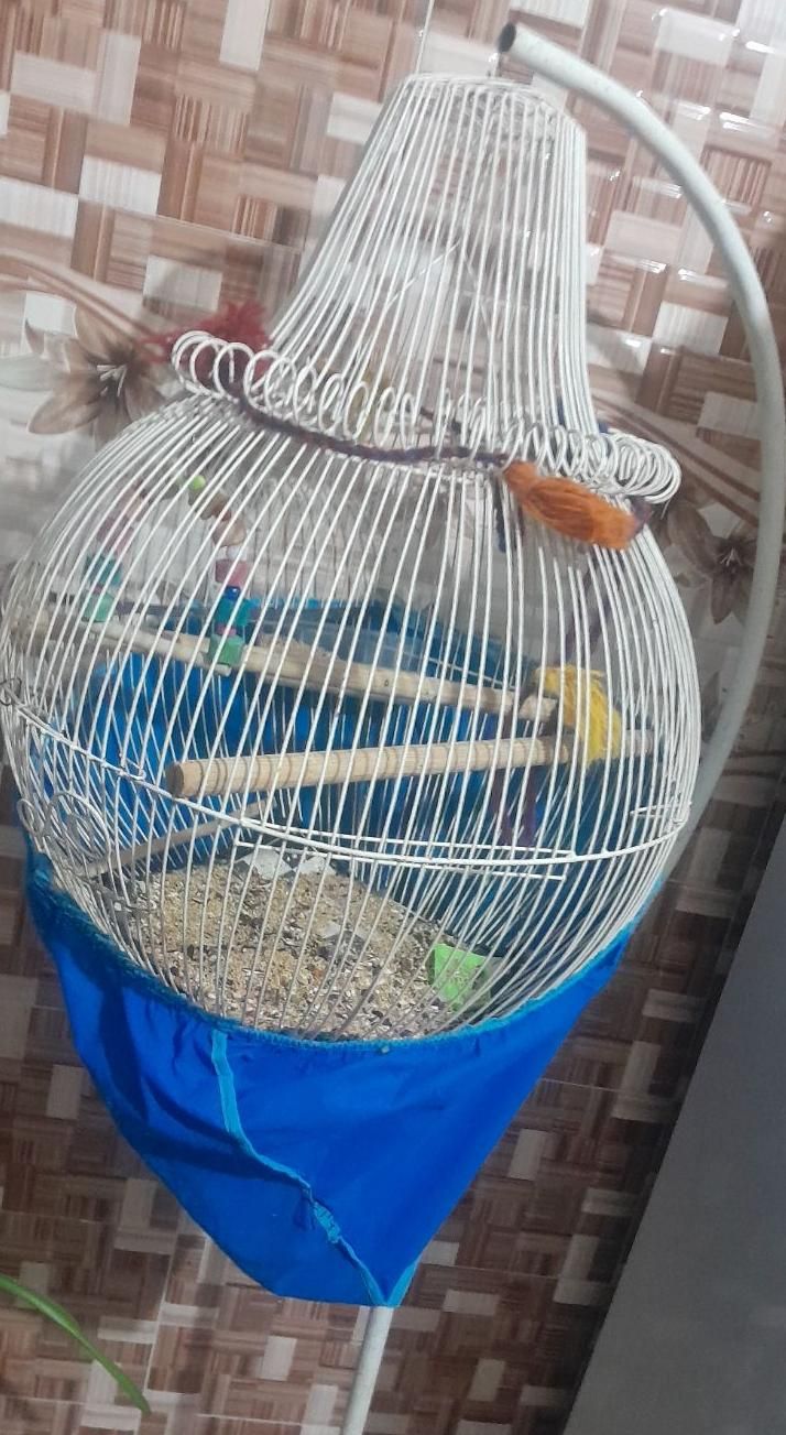 قفس پایه دار|لوازم جانبی حیوانات|رفسنجان, |دیوار