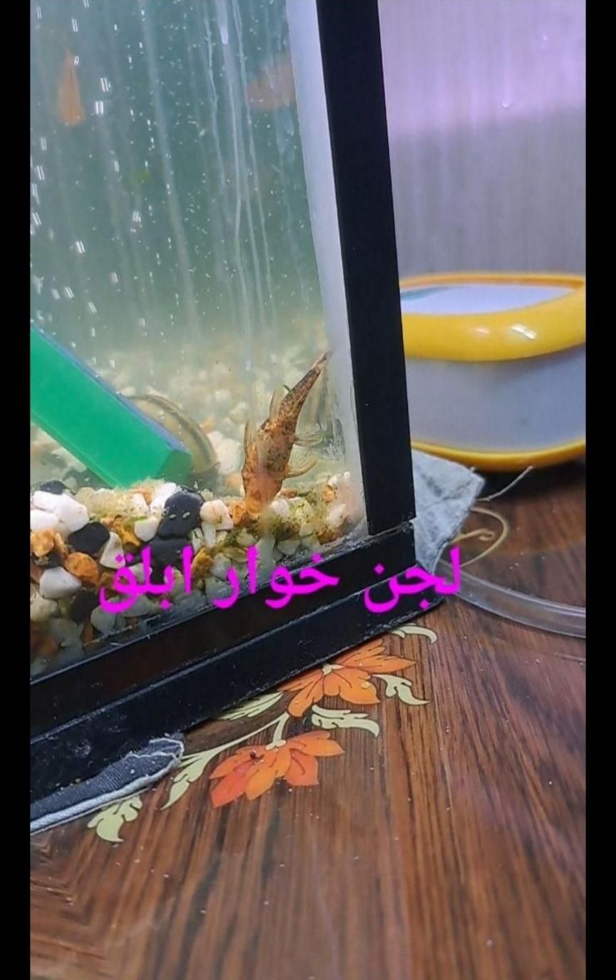 اکواریوم با ماهی و لوازم|ماهی|تهران, خانی‌آباد نو|دیوار