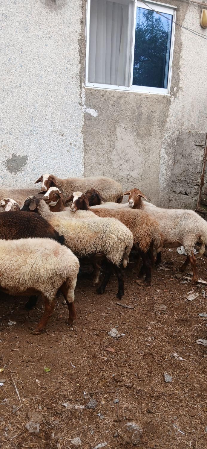 گوسفند گوشتی چاق|حیوانات مزرعه|آمل, |دیوار