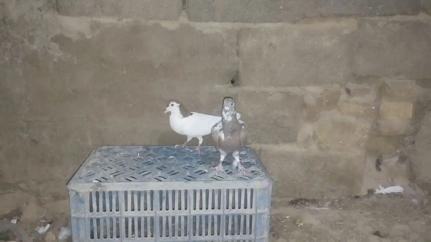 کبوتر خال سرخ ماده و اوغون|پرنده|مشهد, کوی المهدی|دیوار
