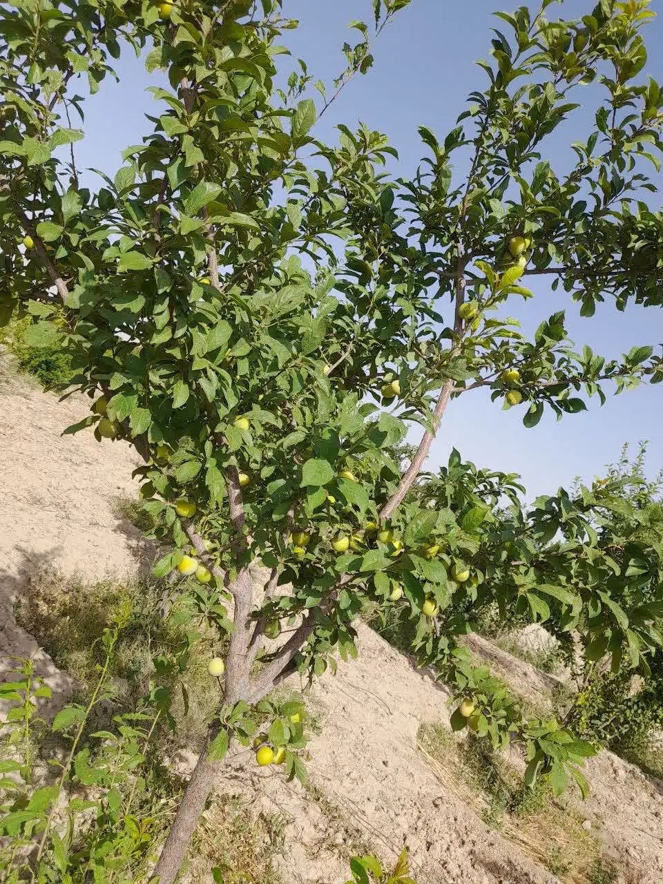 زمین باغ میوه باغچه ویلا استخر ماهی|فروش زمین و ملک کلنگی|تهران, تختی|دیوار