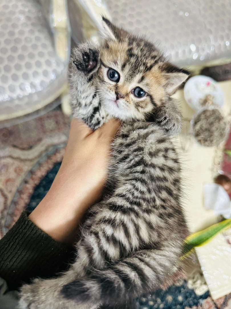 فرشته های کوچولو|گربه|سمنان, |دیوار