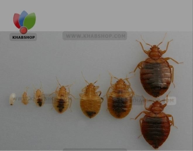 خدمات سمپاشی باضمانت کتبی سم پاشی سوسک وساس|خدمات نظافت|تهران, تهرانپارس شرقی|دیوار