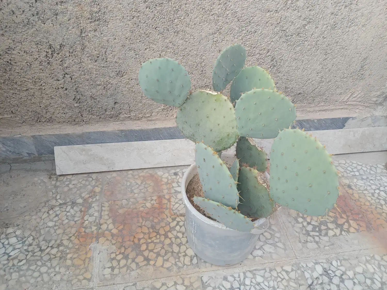 کاکتوس|گل و گیاه طبیعی|تهران, بهارستان|دیوار