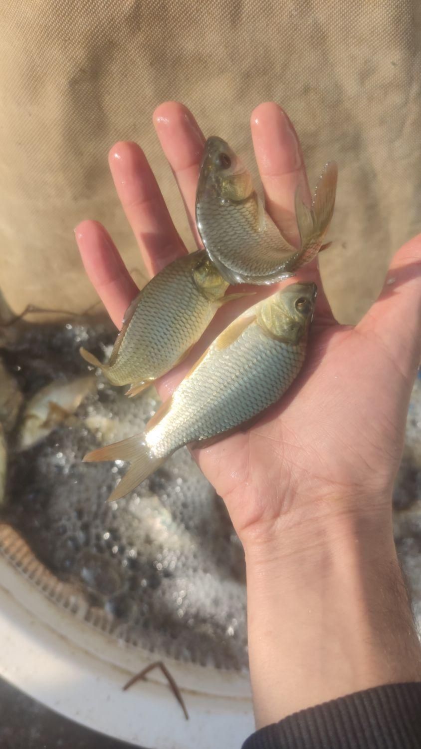 انواع ماهی پرورشی بچه کپور و آمور|ماهی|کرمانشاه, |دیوار