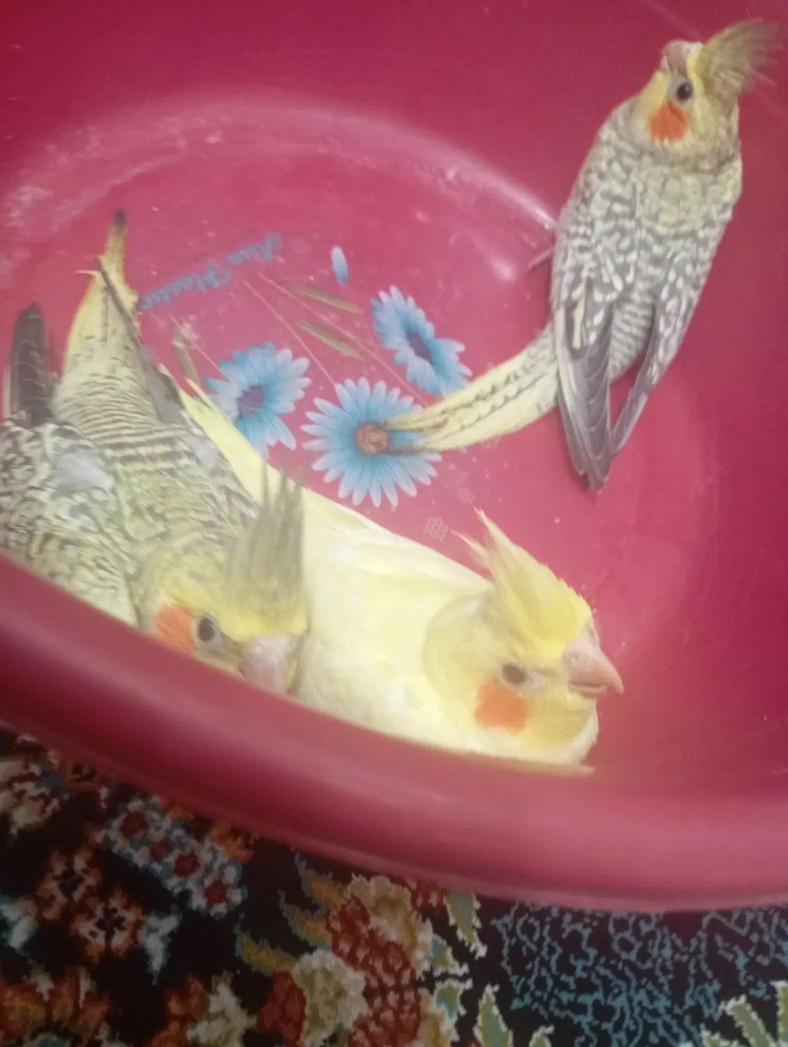 دو تا جوجه عروس هلندی|پرنده|کرج, ملک‌آباد|دیوار