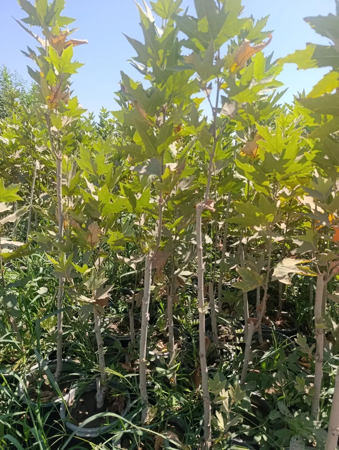 نهال سربرداری شده ریشه پرس گلدانی نهال چنار ترکیه|خدمات باغبانی و درختکاری|تهران, تجریش|دیوار