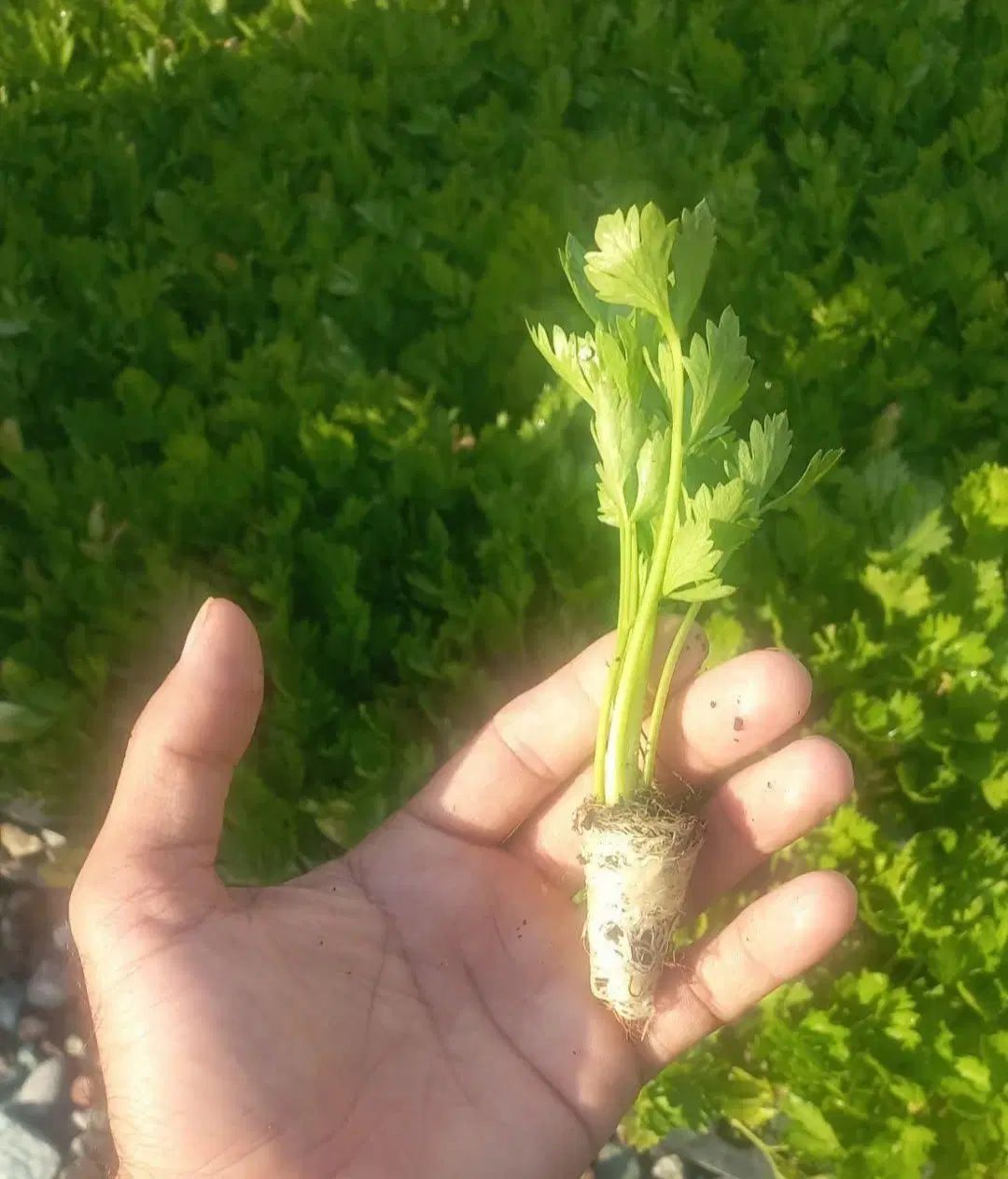 نشا کرفس بادمجان فلفل دلمه هندوانه کلم و...|خدمات باغبانی و درختکاری|دزفول, |دیوار