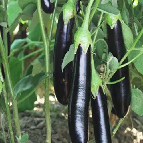 بادمجان تازه بی دانه مناسب برای هرنوع غذا بینظیر|خوردنی و آشامیدنی|اسفراین, |دیوار