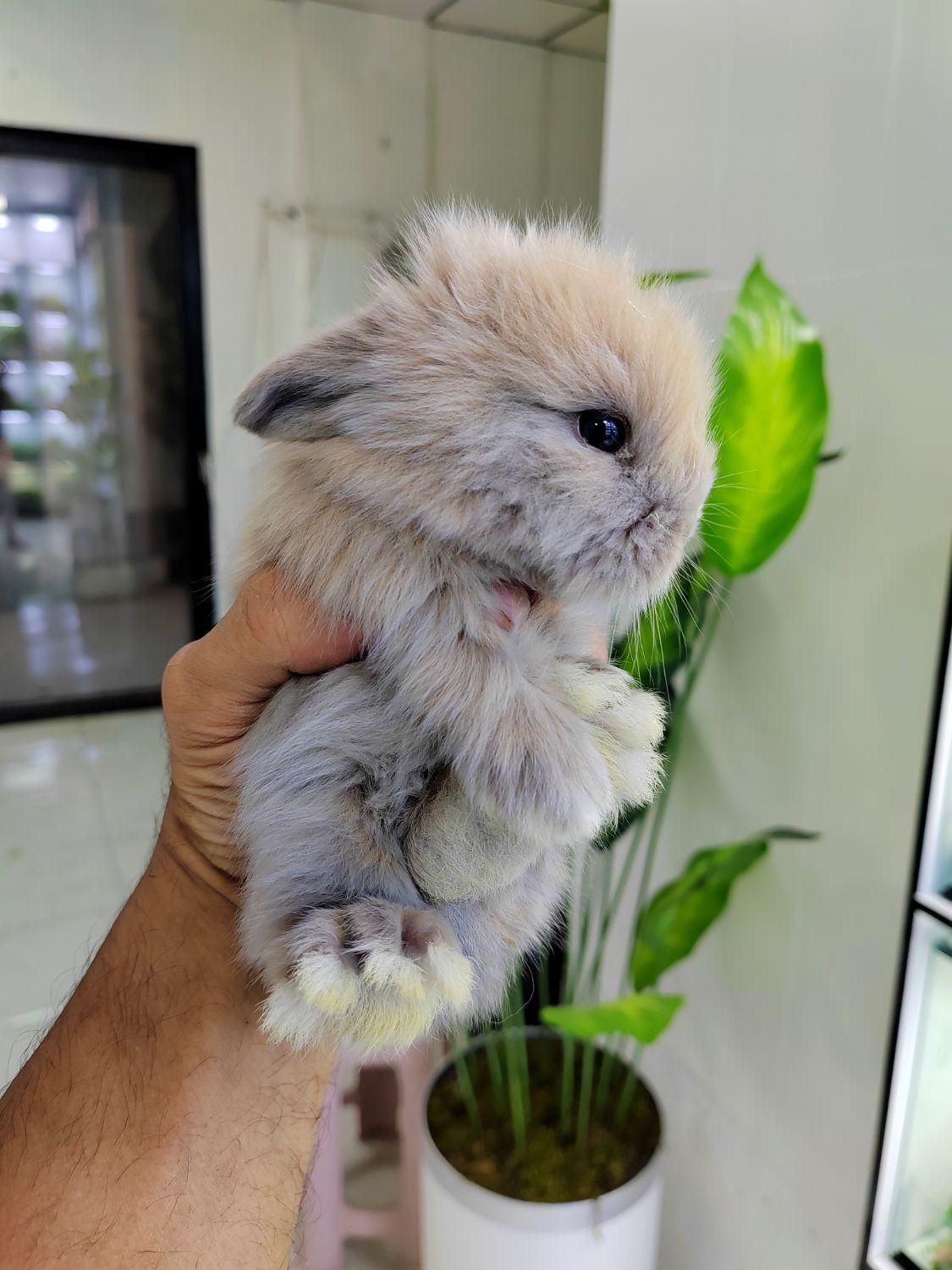 خرگوش لوپ|موش و خرگوش|تهران, بریانک|دیوار