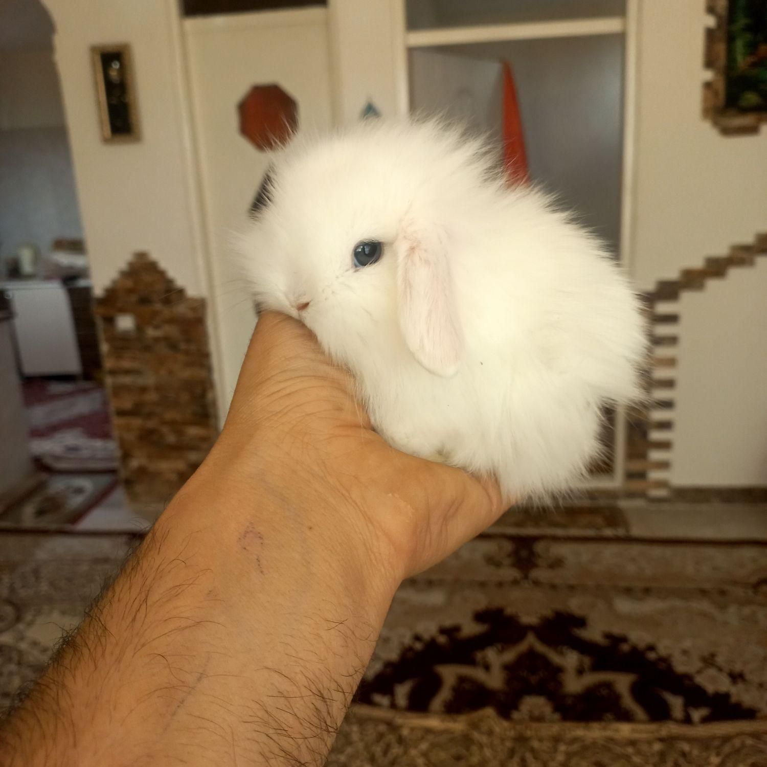 خرگوش لوپ چشم ابی.و خرگوش مینیاتوری|موش و خرگوش|تبریز, |دیوار