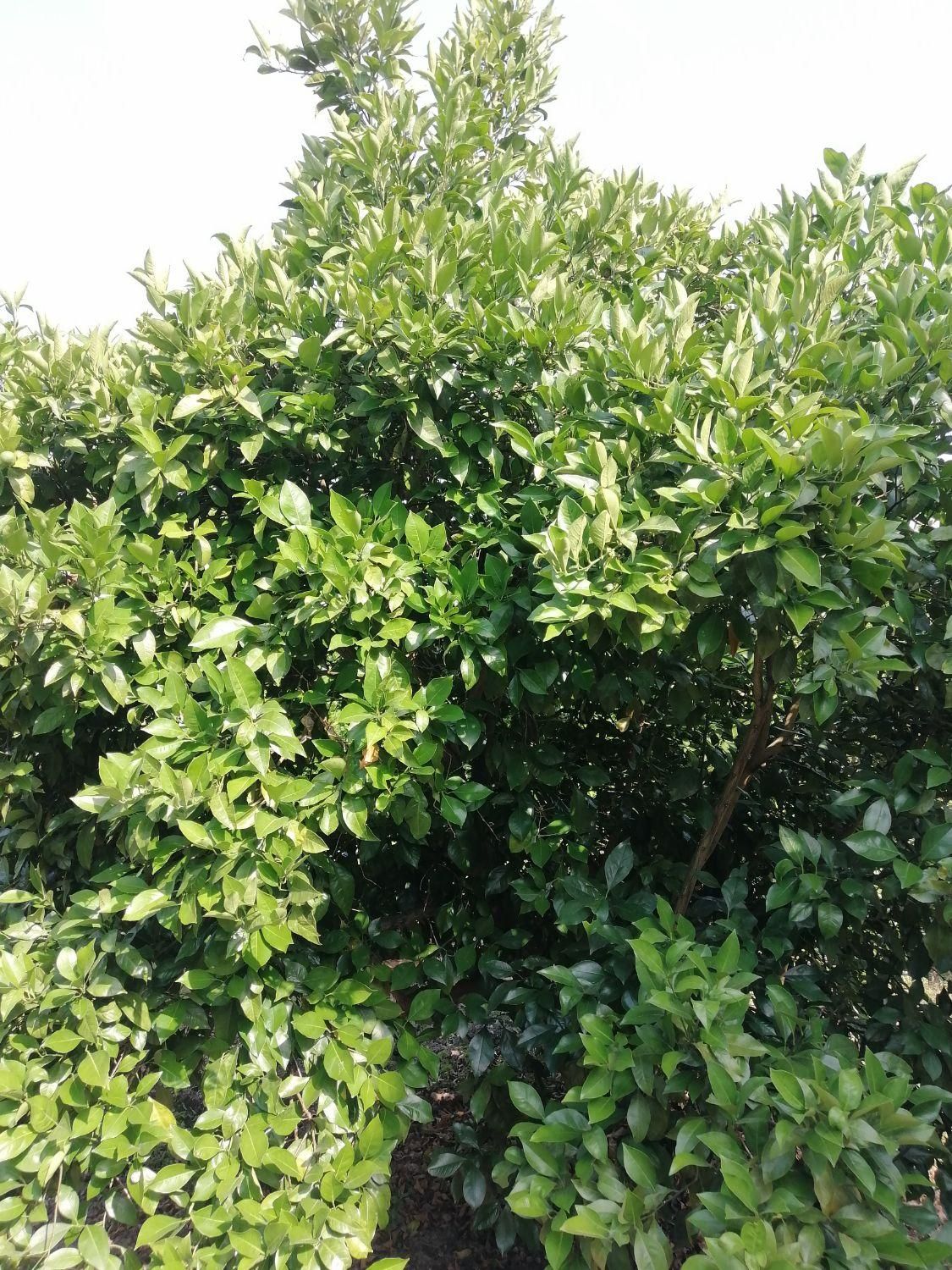 باغ مرکبات ۱۱۰۰ متری در جاده بهنمیر|فروش دفتر صنعتی، کشاورزی، تجاری|کیاکلا, |دیوار