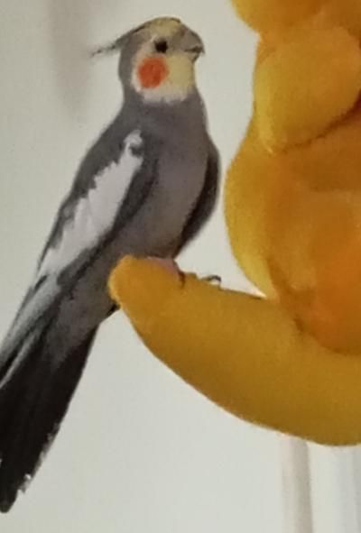 پرنده گم شده|حیوانات|تاکستان, |دیوار