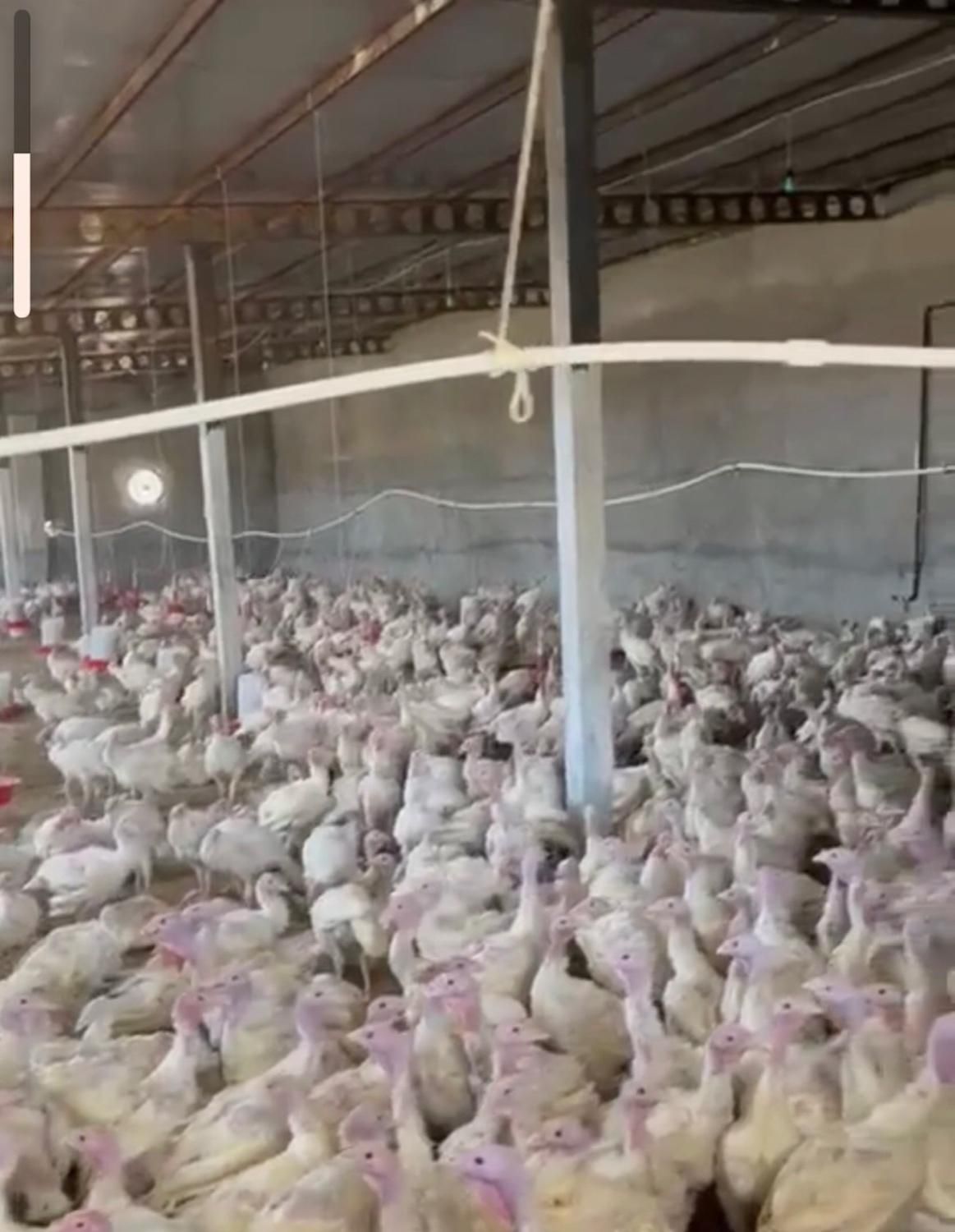 فروش بوقلمون بیوتی۶|حیوانات مزرعه|قم, بلوار امین و ساحلی|دیوار