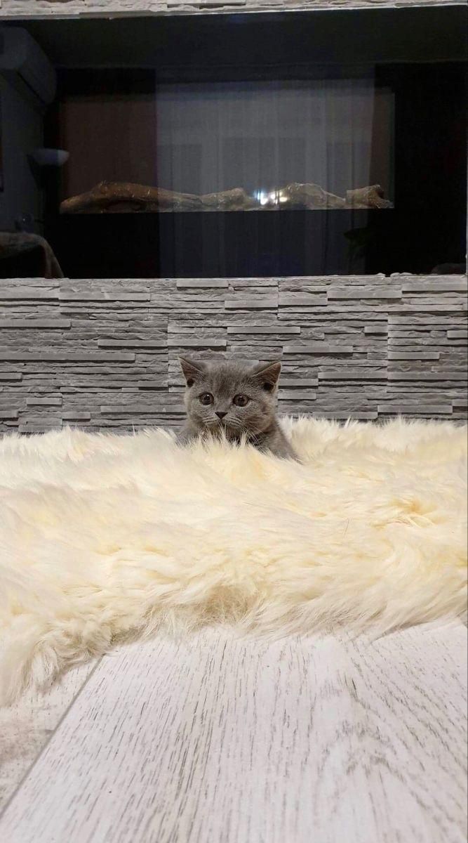 گربه های بریتیش و اسکاتیش اصیل در اهواز|گربه|اهواز, کمپلو شمالی|دیوار