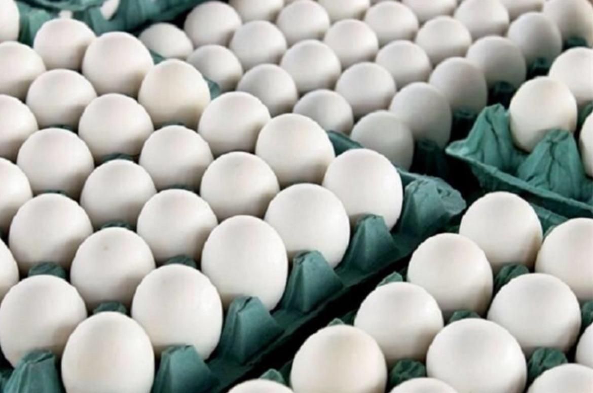 پخش عمده تخم مرغ|خوردنی و آشامیدنی|قم, خاکفرج|دیوار