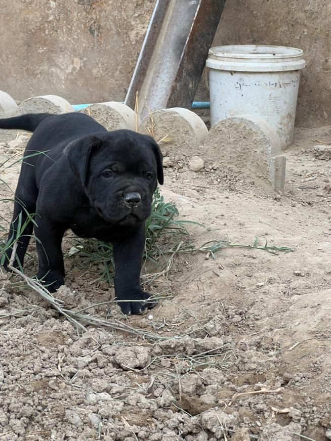 توله canecorsoکن کورسو مشکی ماده|سگ|چهارباغ, |دیوار