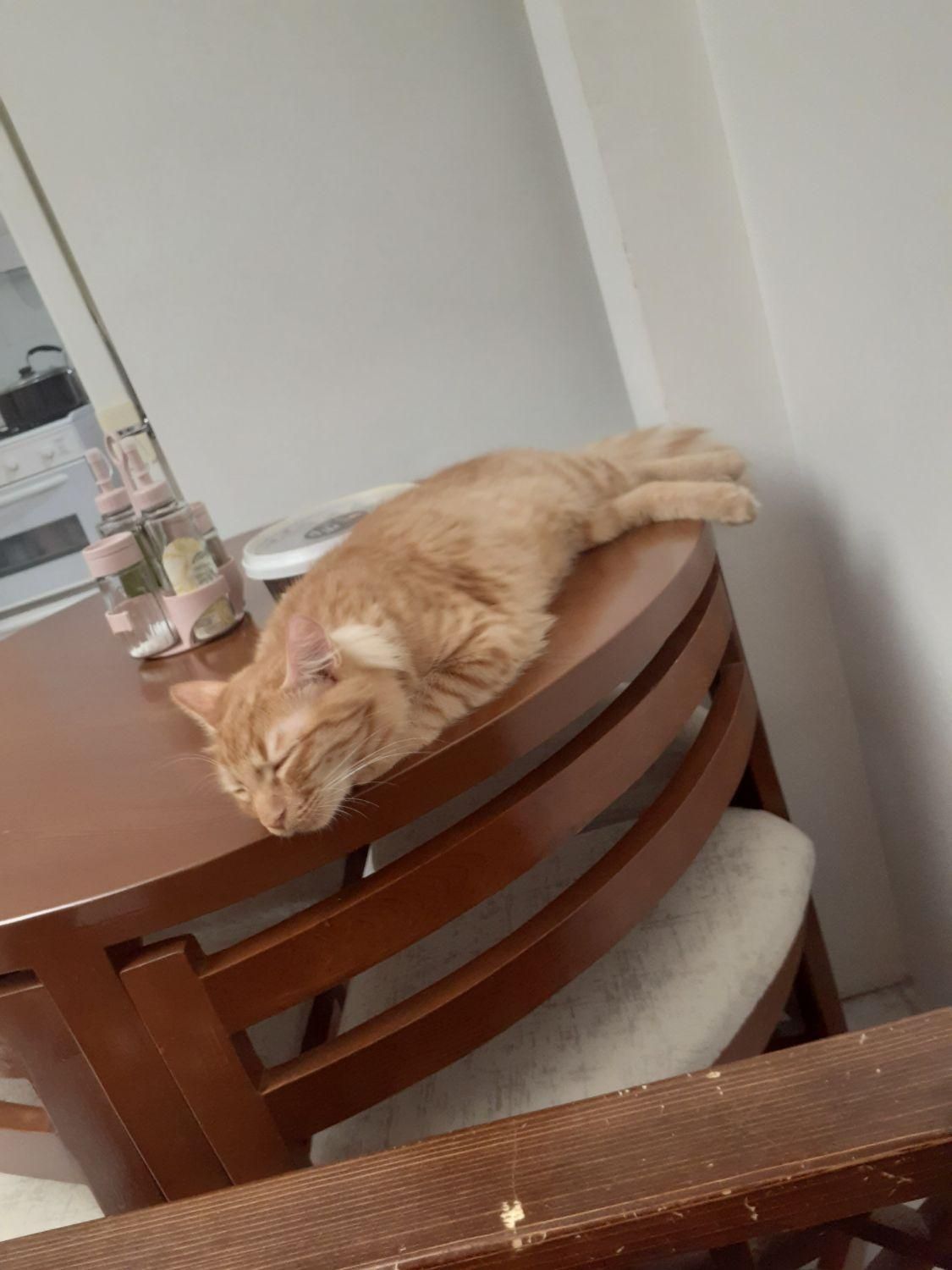 پانسیون خانگی فقط گربه|خدمات پیشه و مهارت|چهارباغ, |دیوار