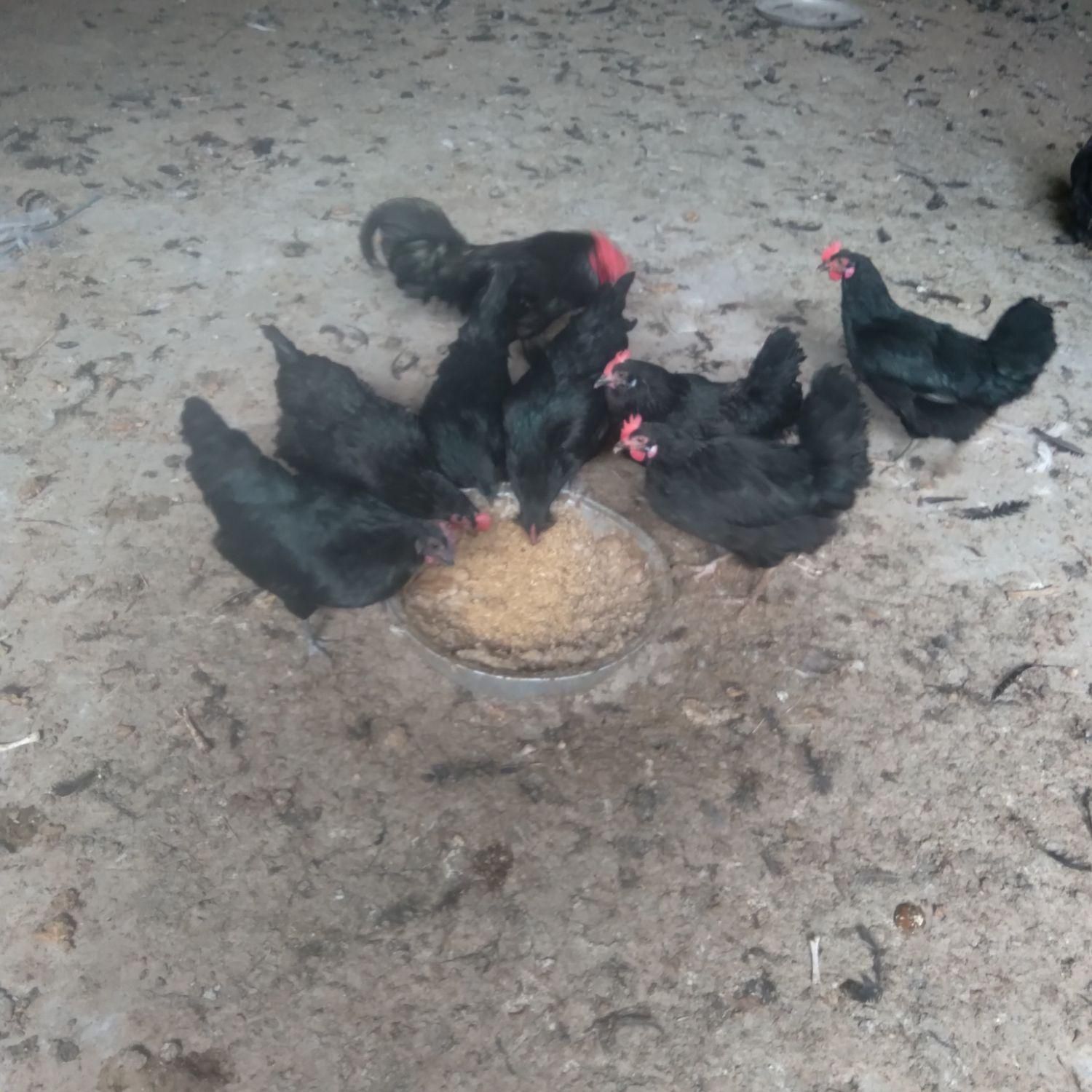 تخم مرغ سیاه * خروس سیاه جهت قربانی*|حیوانات مزرعه|مشکیندشت, |دیوار