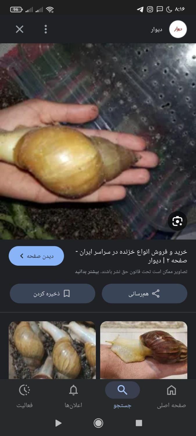 حلزون برای پپست|خزنده|نیشابور, امام خمینی|دیوار