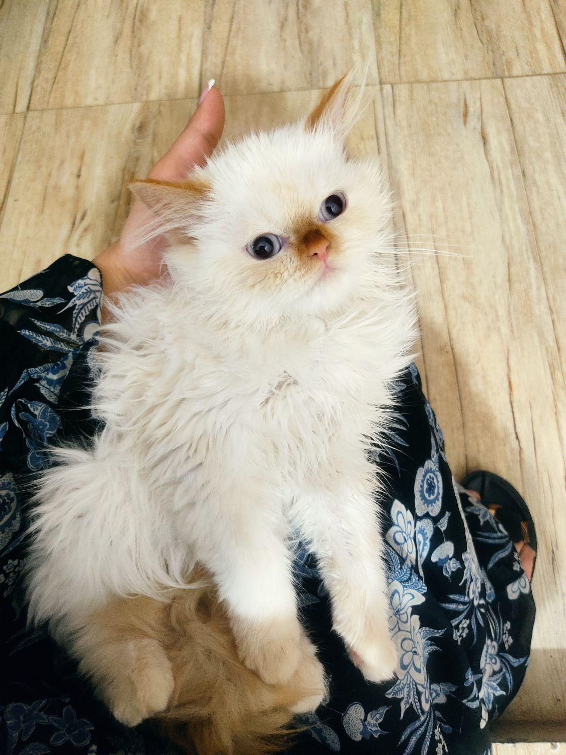 غیر رایگان است(بچه گربه)|گربه|کرمان, |دیوار