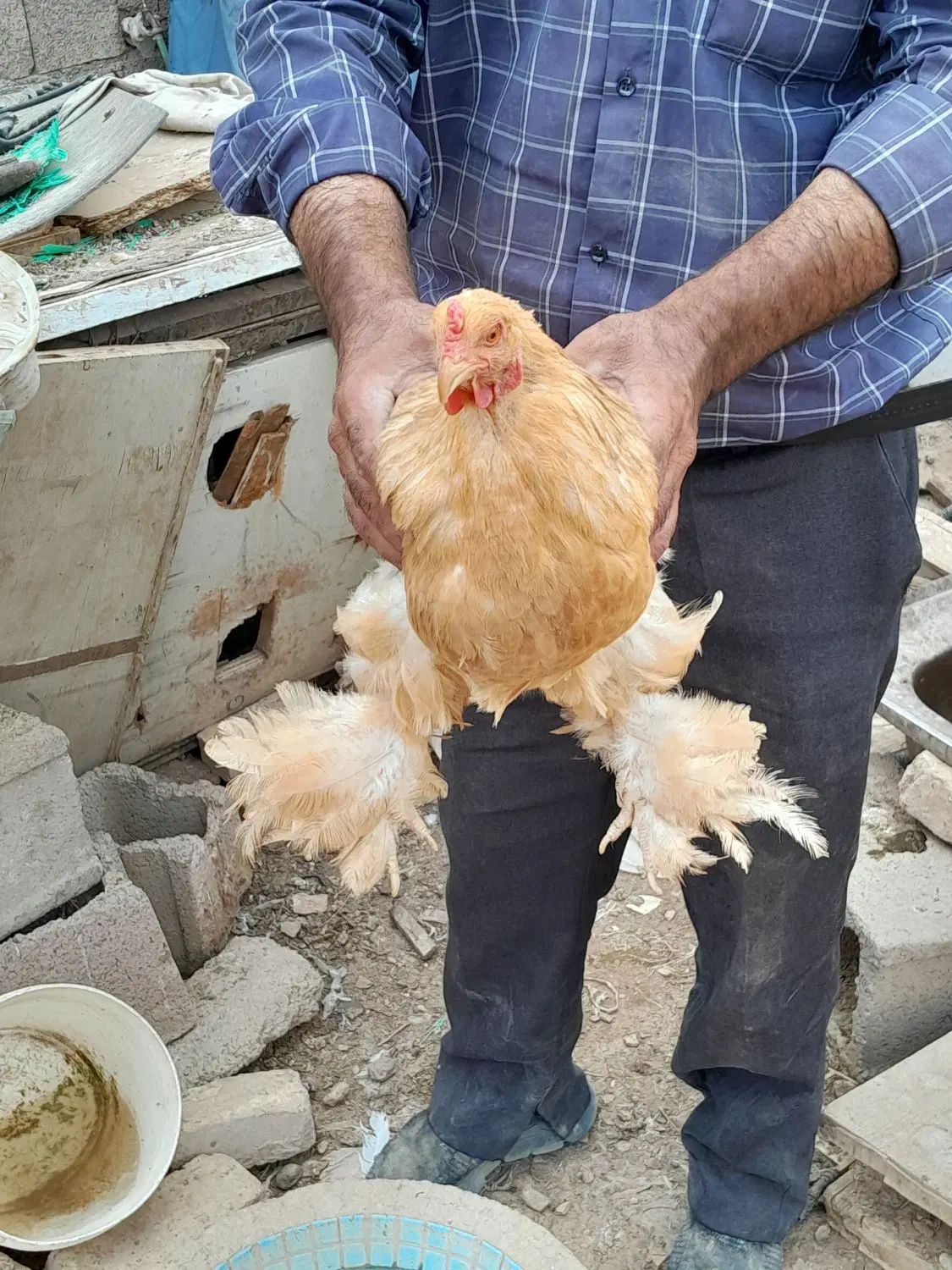 خروس|حیوانات مزرعه|اصفهان, ارغوانیه|دیوار