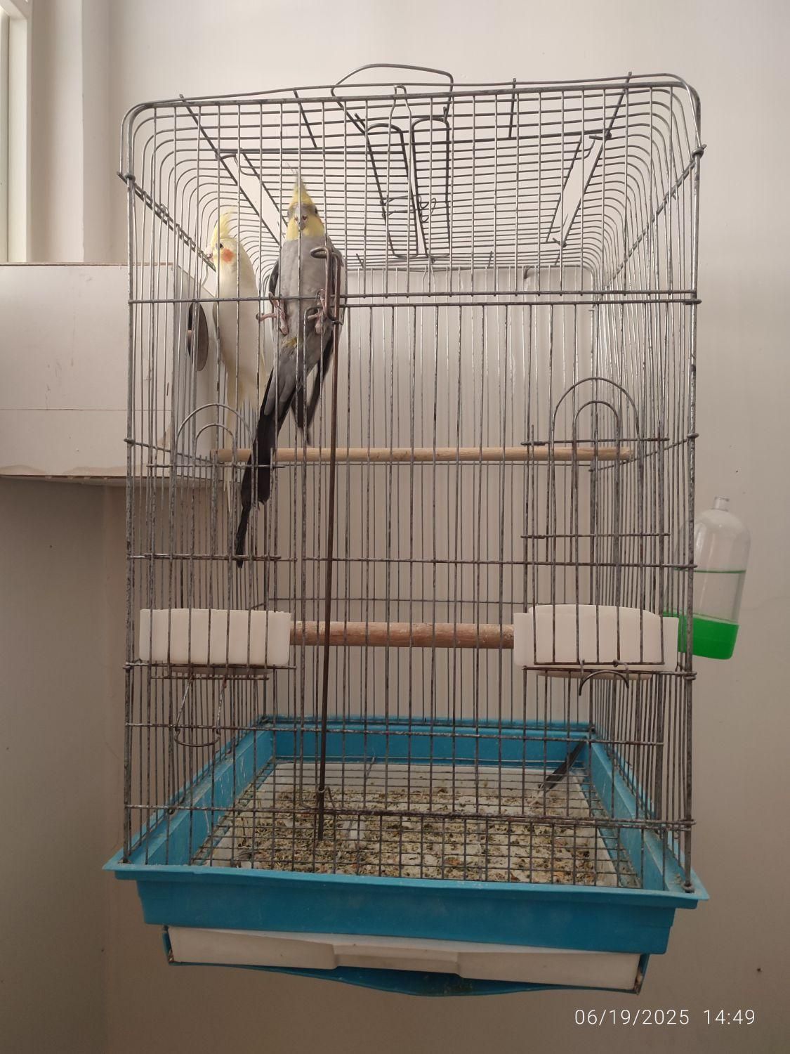 جفت عروس کارداده|پرنده|آران و بیدگل, |دیوار