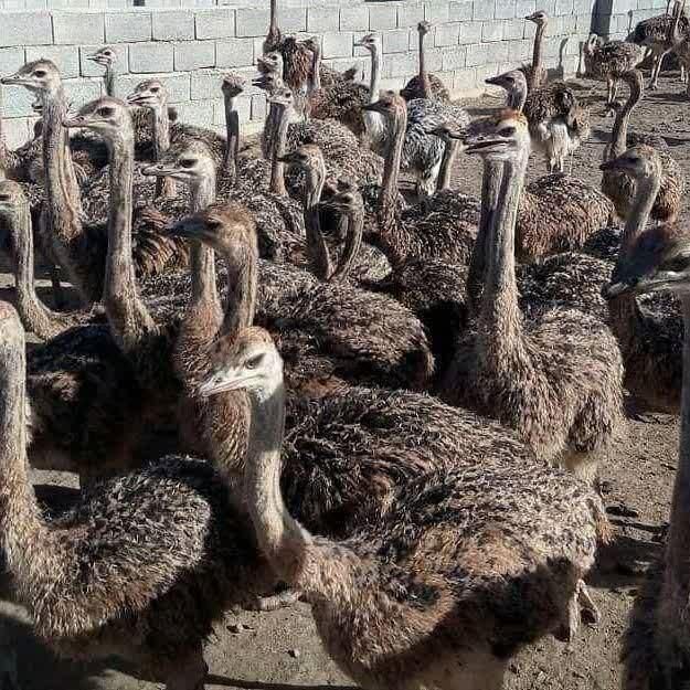 فروش جوجه شترمرغ یکماهه ، جوجه شترمرغ دو ماهه|حیوانات مزرعه|اصفهان, مولوی|دیوار