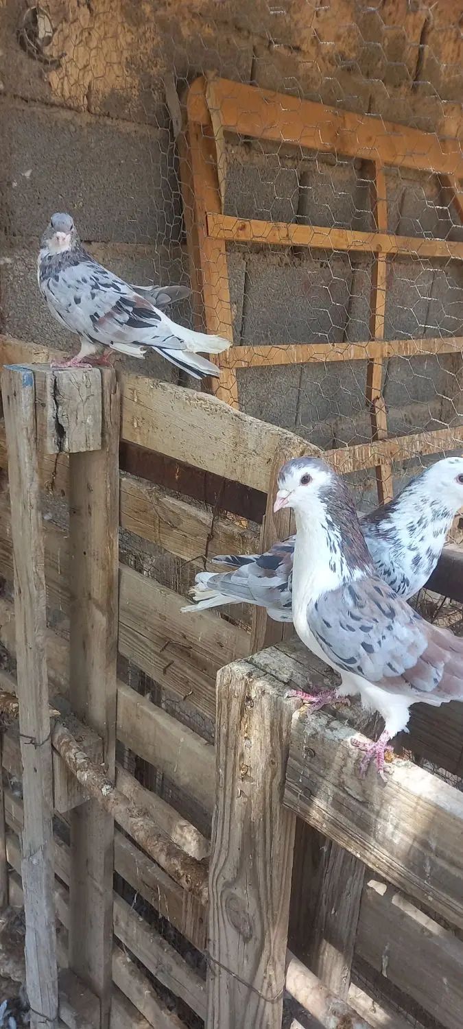 ساده هفت رنگ|پرنده|مشهد, ده دی|دیوار
