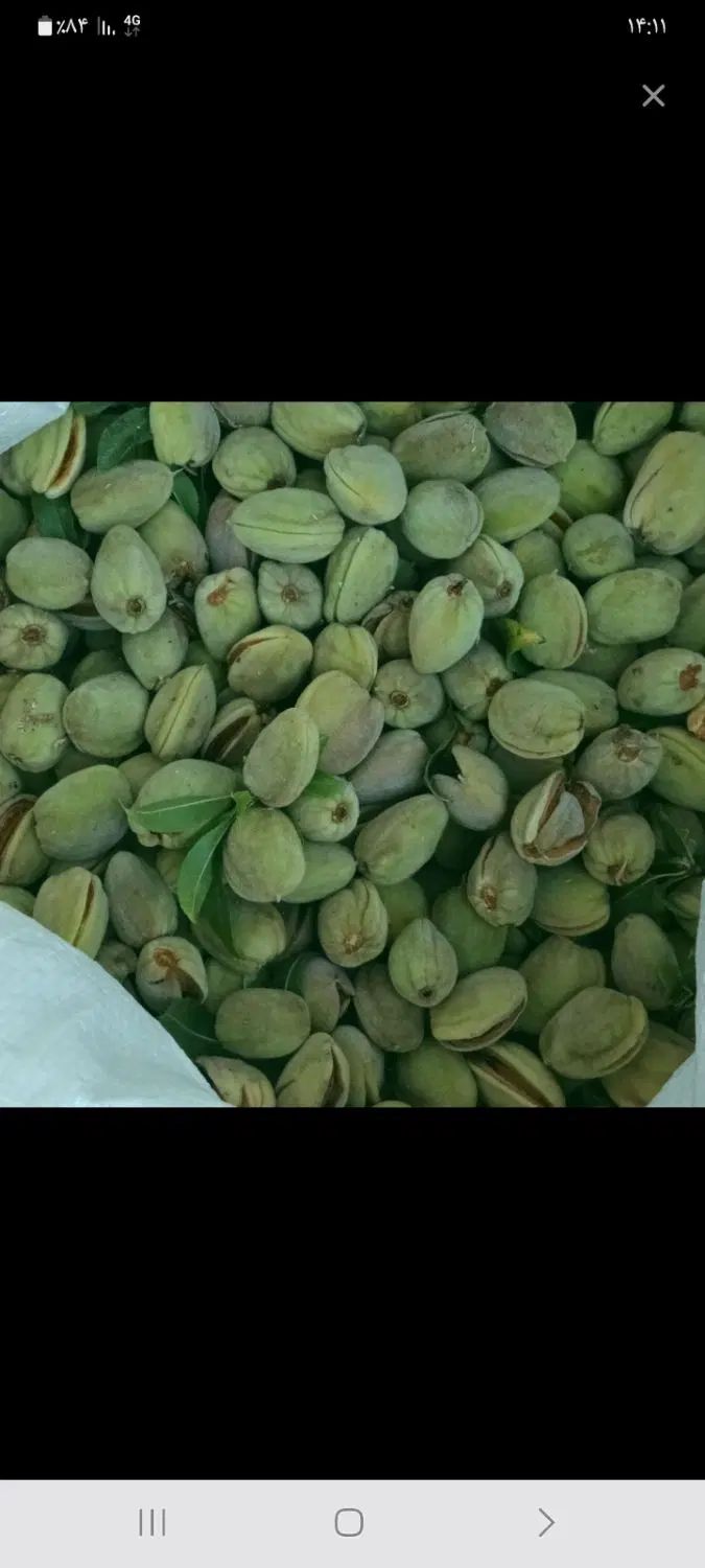 بادام شیرین تازه درجه ۱ لردگان|خوردنی و آشامیدنی|اصفهان, ارداجی|دیوار
