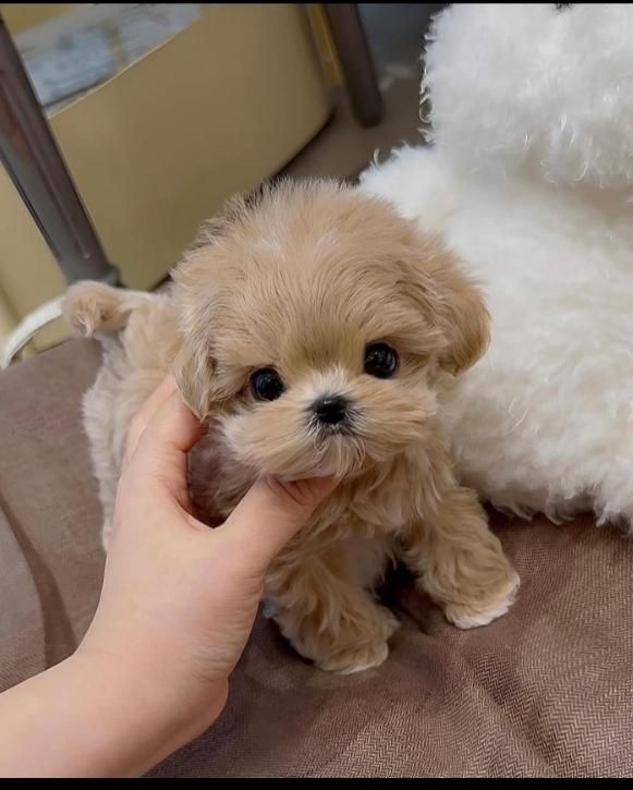 واگذاری توله سگ گوگولی|سگ|تهران, دهکده المپیک|دیوار