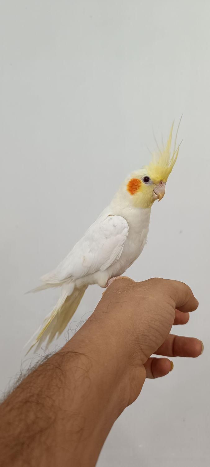 عروس پاریس لوتینو|پرنده|اهواز, کوی باهنر|دیوار