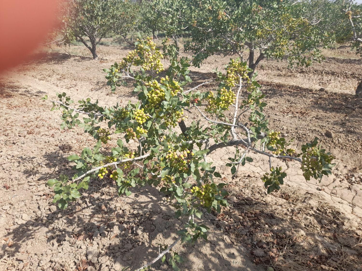تصویر 3