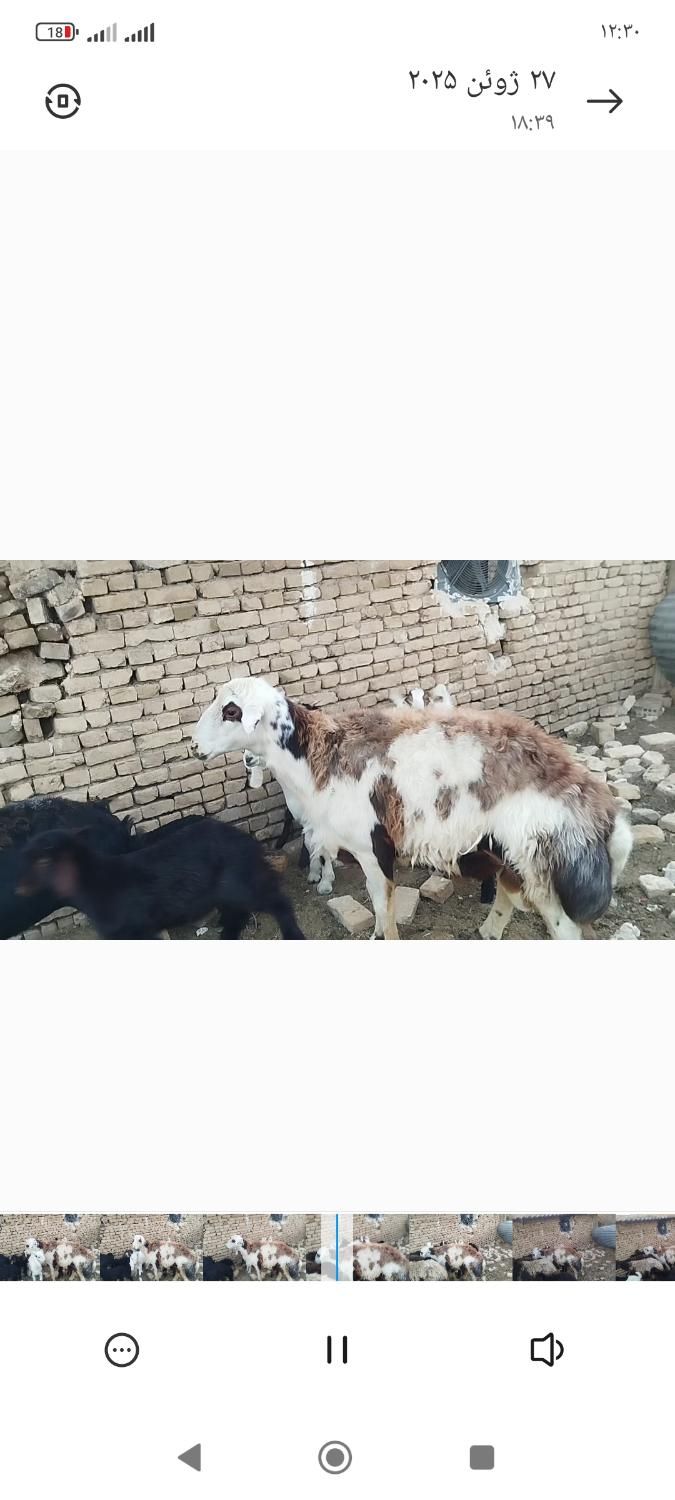 قوچ بروجردی|حیوانات مزرعه|تربت‌حیدریه, رضاشهر|دیوار