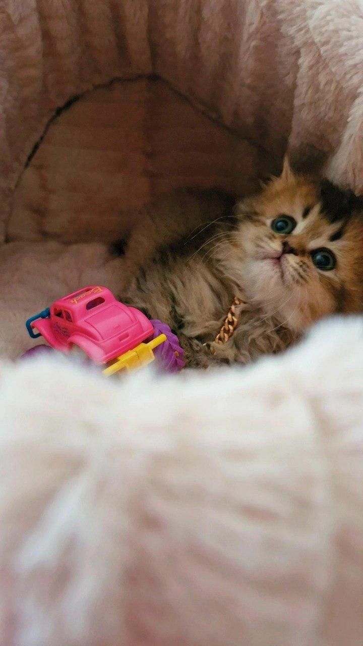 مجموعه گربه های خاص (پرشین بریتیش اسکاتیش)|گربه|شهرکرد, |دیوار