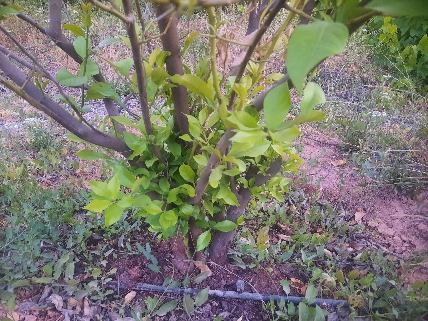 کلینیک گیاه پزشکی دکتر کرم کیانی|خدمات باغبانی و درختکاری|ایذه, |دیوار