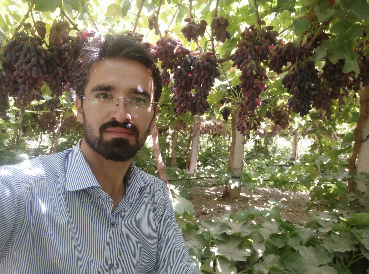 فروش انواع نهال انگور ایرانی و خارجی تعاونی|خدمات باغبانی و درختکاری|کاشمر, |دیوار