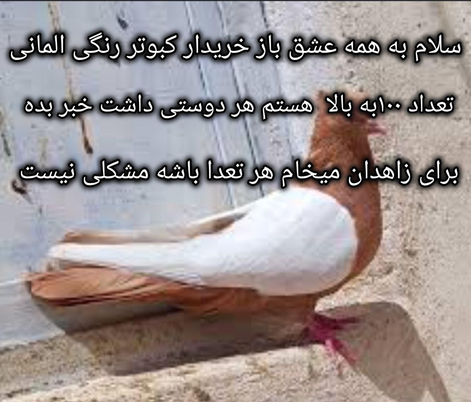 کبوتر|پرنده|شیراز, دانشگاه شیراز|دیوار