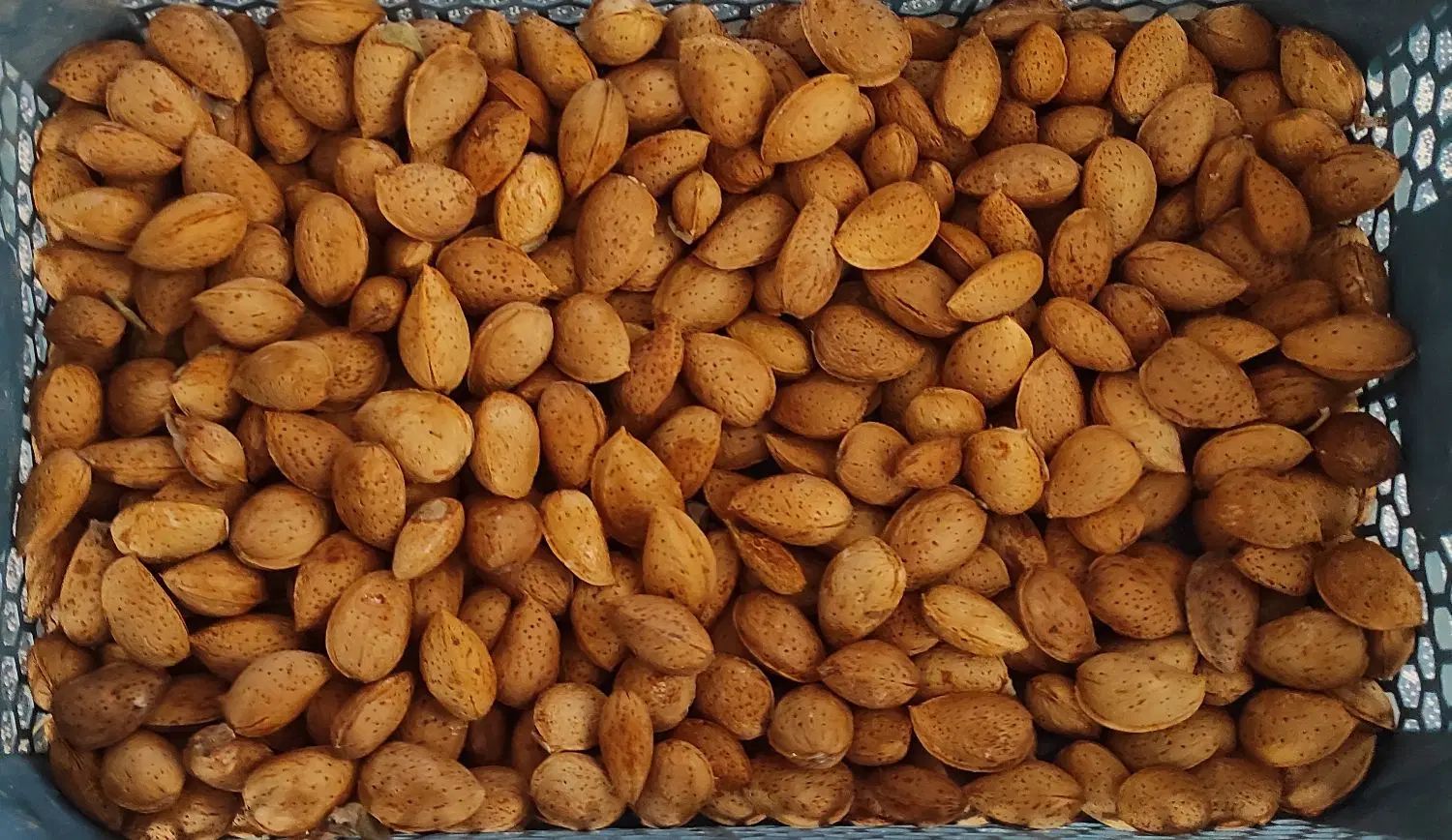 فروش بادام سنگی|خوردنی و آشامیدنی|مشهد, ادیب نیشابوری (شهرک غرب)|دیوار