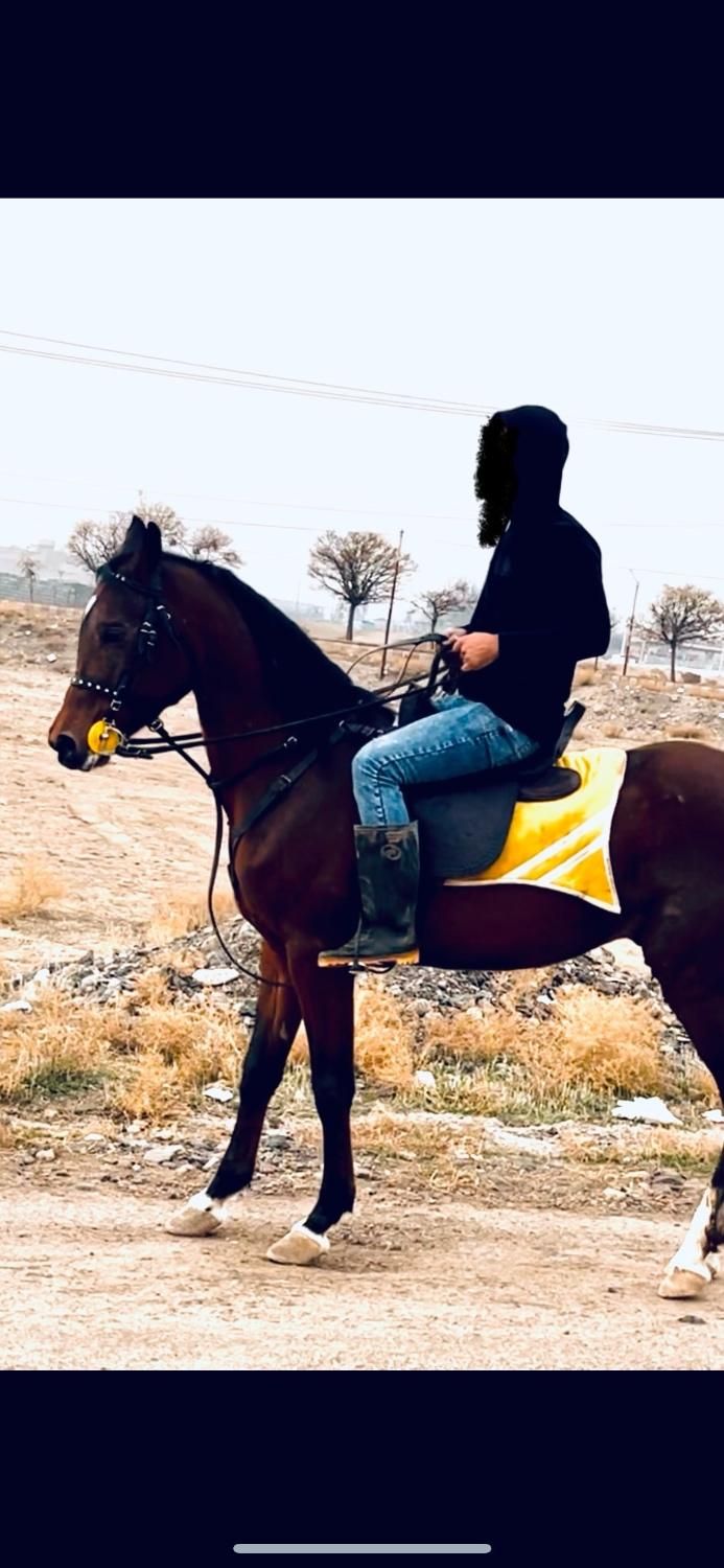 اسب عرب مصری یک سر وارداتی|اسب و تجهیزات اسبسواری|میانه, |دیوار