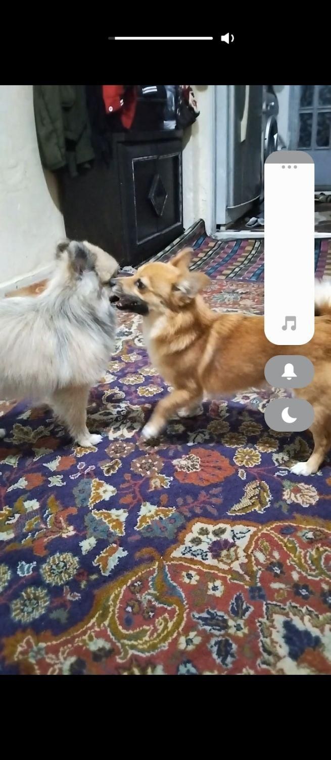 این سگ گم شده|حیوانات|تهران, جوادیه تهرانپارس|دیوار