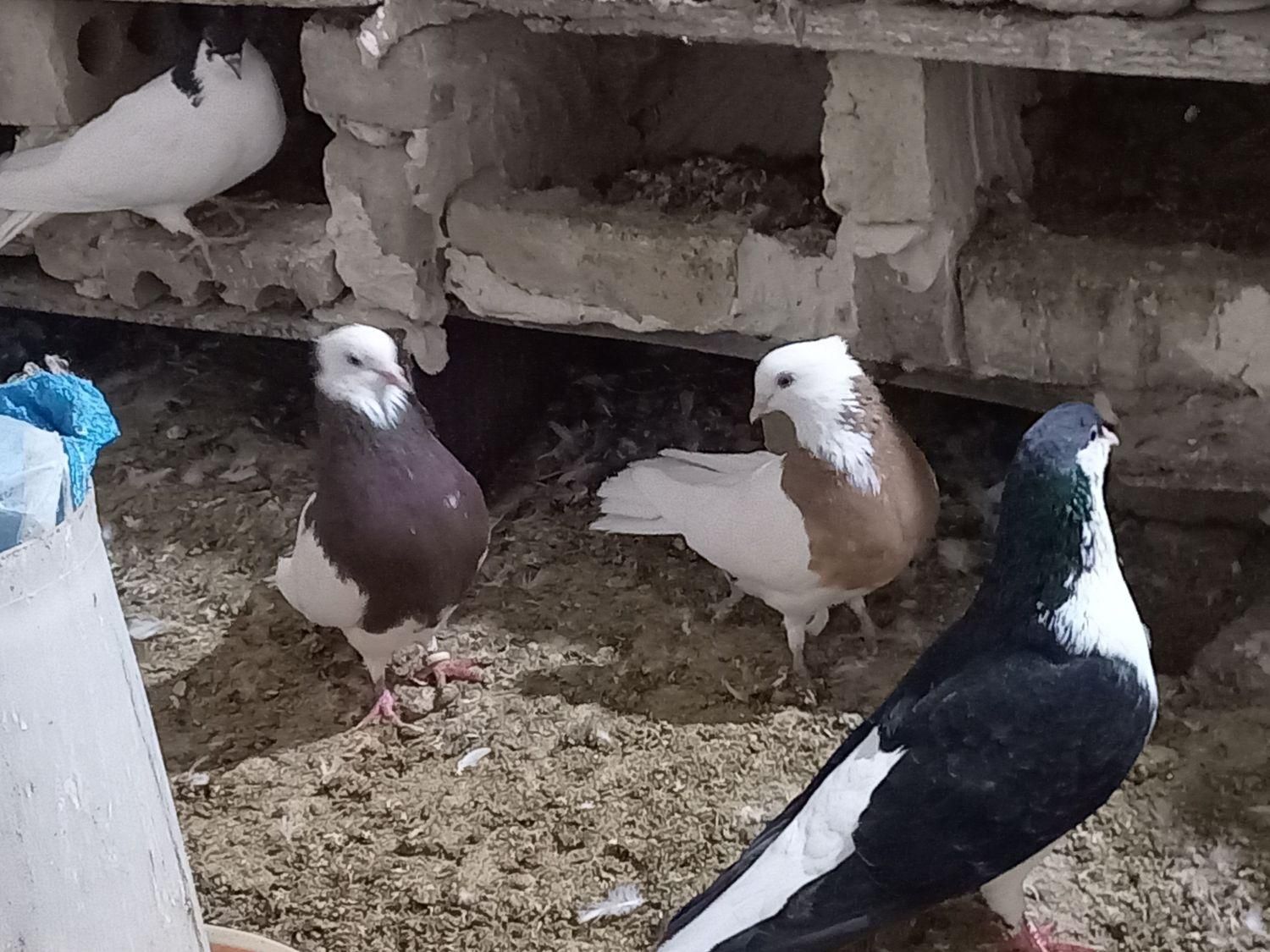 کبوترکفتر طوقی ساده مولد و تبادل باطوطی، فنچ، عروس|پرنده|تربت‌حیدریه, باغ سلطانی|دیوار