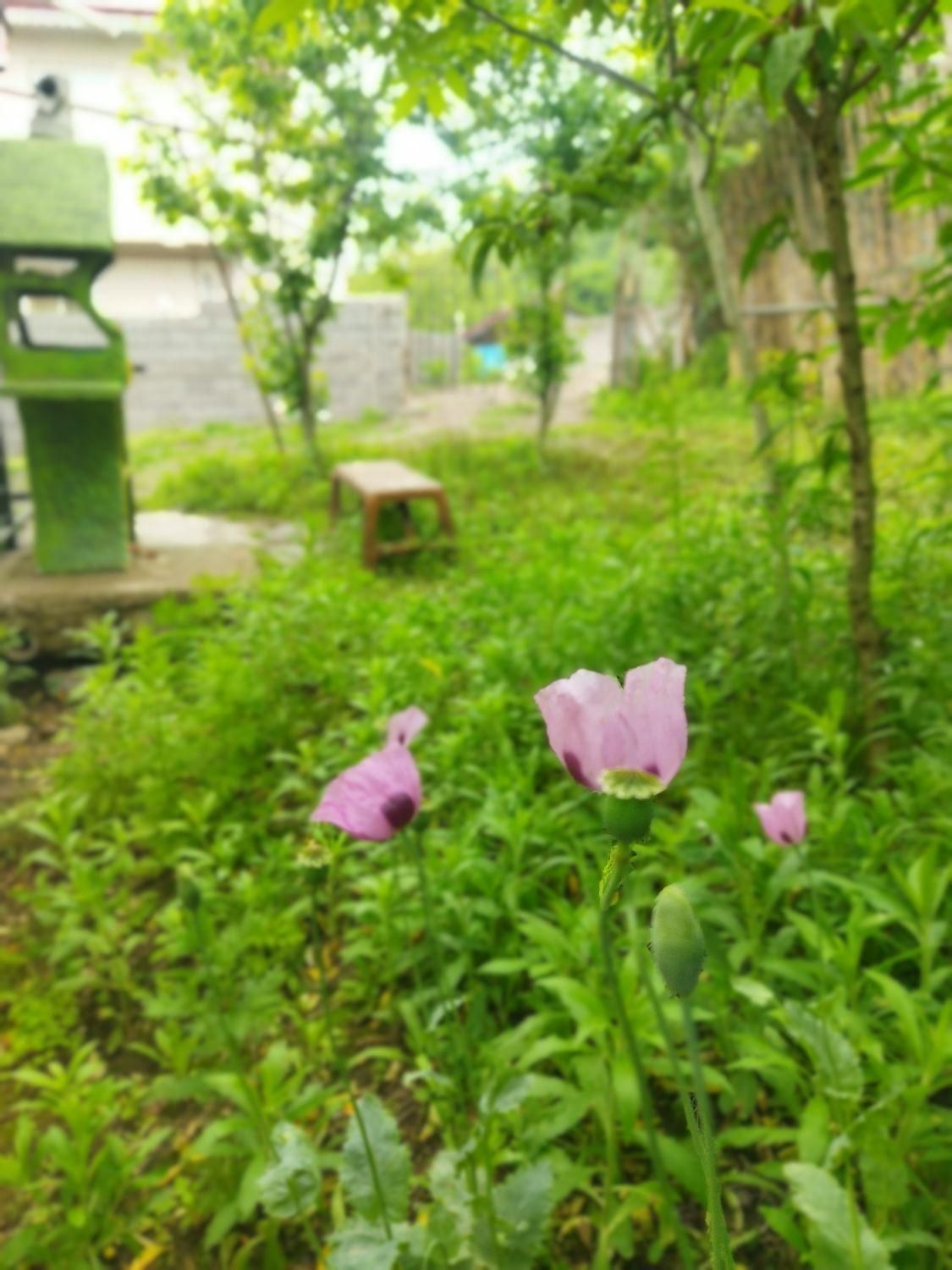 اجاره روزانه ویلا ۵۰ متری در روستای حلیمه جان|اجارهٔ کوتاهمدت ویلا و باغ|توتکابن, |دیوار